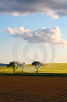 Trees in dramatic nature