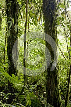 Trees drip with lush, green foliage in Monteverde Cloud Forest Reserve in Costa Rica.