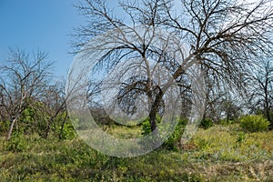 Trees dry. Ecological catastrophy photo