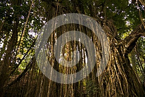 Trees and dry ivies forest texture.