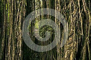 Trees and dry ivies forest texture.