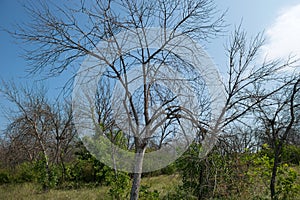 Trees dry up as a result of the pest eating the roots