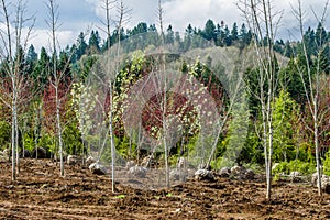 Trees dug and baled at a nursery