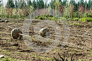 Trees dug and baled at a nursery