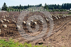 Trees dug and prepared to ship