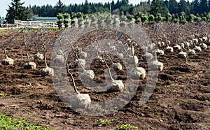 Trees dug and prepared to ship