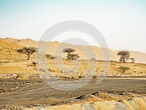 Trees among the dunes of the Wahiba Sands desert in Oman 1