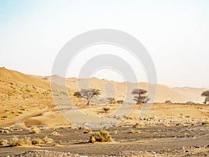 Trees among the dunes of the Wahiba Sands desert in Oman 2