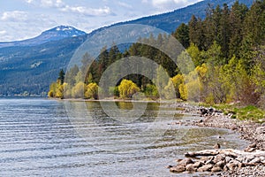 Trees in early spring along Okanagan Lake at the Evely Recreation Site, British Columbia, Canada photo