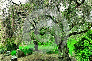 Trees in early spring bloom