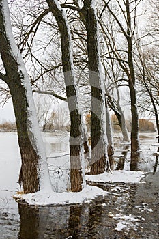 Trees in early spring water