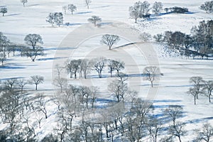 Trees and the earth covered with snow