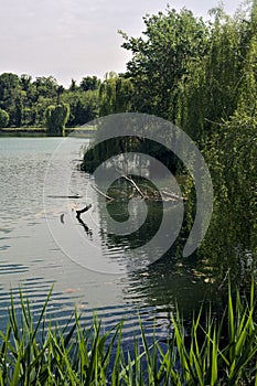 Trees by the edge of a basin and their reflections casted in the water in the italian countryside