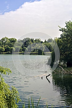 Trees by the edge of a basin and their reflections casted in the water in the italian countryside