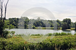 Trees by the edge of a basin and their reflections casted in the water in the italian countryside