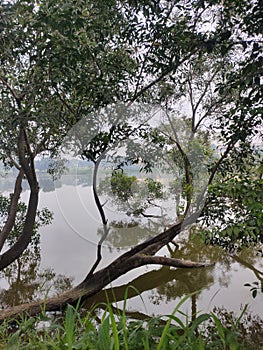 Trees on the edge of Klapanunggal Lake, Bogor
