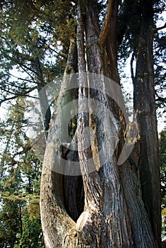 Trees of El Ejido Park 007