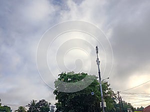 Trees and electricity poles in the sky background