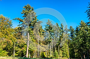 Trees in the Eltz Forest - Rhineland-Palatinate, Germany