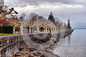 Trees in embankment of town of Vevey and Lake Geneva, canton of Vaud