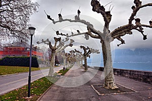 Trees in embankment of town of Vevey and Lake Geneva, canton of Vaud