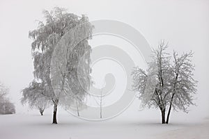 Trees enshrouded in fog.