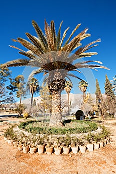 Trees in Eram garden.