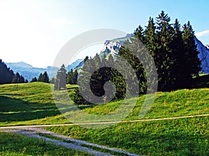 Trees and evergreen forests of the slopes of Alpstein mountain range and in the river Thur valley