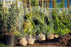 Trees in the evergreen nursery garden