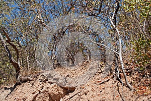 TREES WITH EXPOSED ROOTS ON THE SIDE OF A WALL OF EARTH