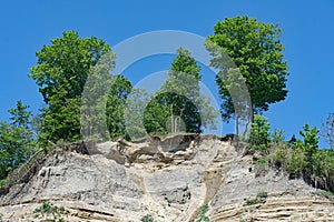 Trees with exposed roots