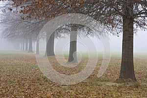 Trees Fading Into the Fog