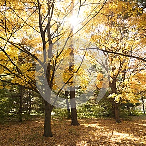 Trees in Fall color.