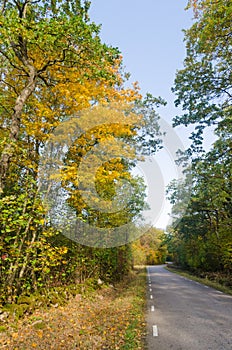 Trees in fall colors by a country road