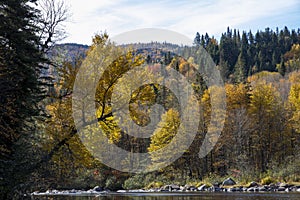 Trees with fall colors at Jacques Cartier National Park. Quebec. Canada.