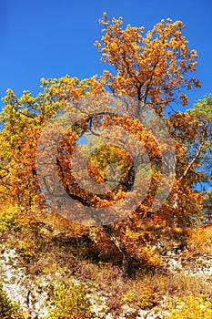 Trees in Fall colors, Sunny day, Landscape