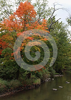 Trees with fall foliage lining the Pike River in Petrifying Springs Park in Wisconsin