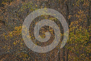 Trees during the fall