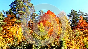 trees in the fall with yellow , red, and green leaves