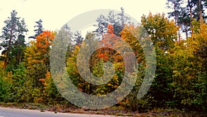 trees in the fall with yellow , red, and green leaves