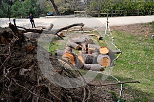 Trees fallen and uprooted after a storm in Madrid