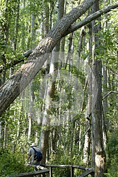 Bäume fallen 