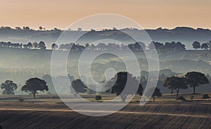 Trees on Farming Fields in Morning Mist