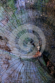 Colorful tree cross section photo