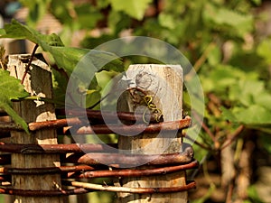 Trees fence covered with vines