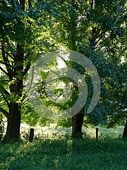 Trees with Fence and Sunlight coming through