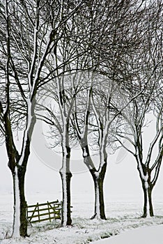 Trees and fence in wintertime
