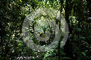 Trees and ferns in the jungle of Braulio Carrillo National Park