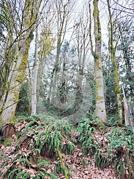 Trees and ferns in winter