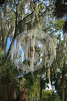 Trees festooned with `Spanish Moss` at Myakka